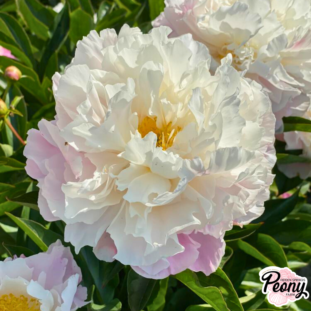 Mother's Choice Peony — Hidden Springs Peony Farm